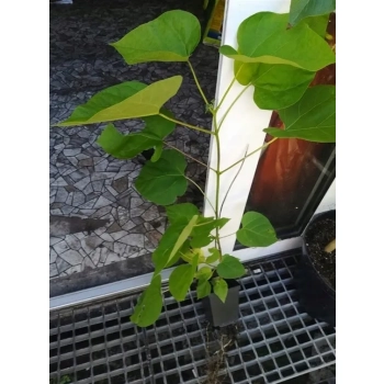 CATALPA KATALPA Surmia odporna mróz - sadzonki 60 / 80 cm